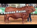 4 BUENAS RAZAS BOVINAS - Desde LA Feria Ganadera EXPOMALOKAS 2023