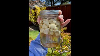 How to make Homemade Pickled Garlic (viral TikTok trend!)