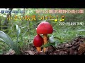 調布の自然35📽4K🍄🌰🌼🐝小さい秋みつけた♫ 秋の造形美♪白花の彼岸花、秋桜、色々な茸、木の実、昆虫等 ♪秋の足音は直ぐ近くです。野川 自然観察園、武蔵野の森公園。神代植物公園や深大寺の散歩道