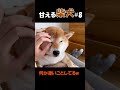 甘える柴犬#8
