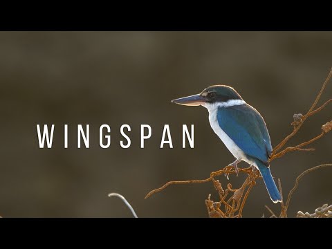 Wingspan - Nintendo Switch Launch Trailer