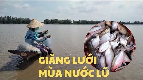 thả lưới mùa nước lũ trúng đầy cá, cô gái quê đúng chuẩn miền tây