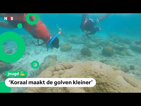 Video: 10 manieren om koraalriffen te beschermen wanneer je reist