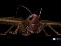 Grasshopper Anatomy