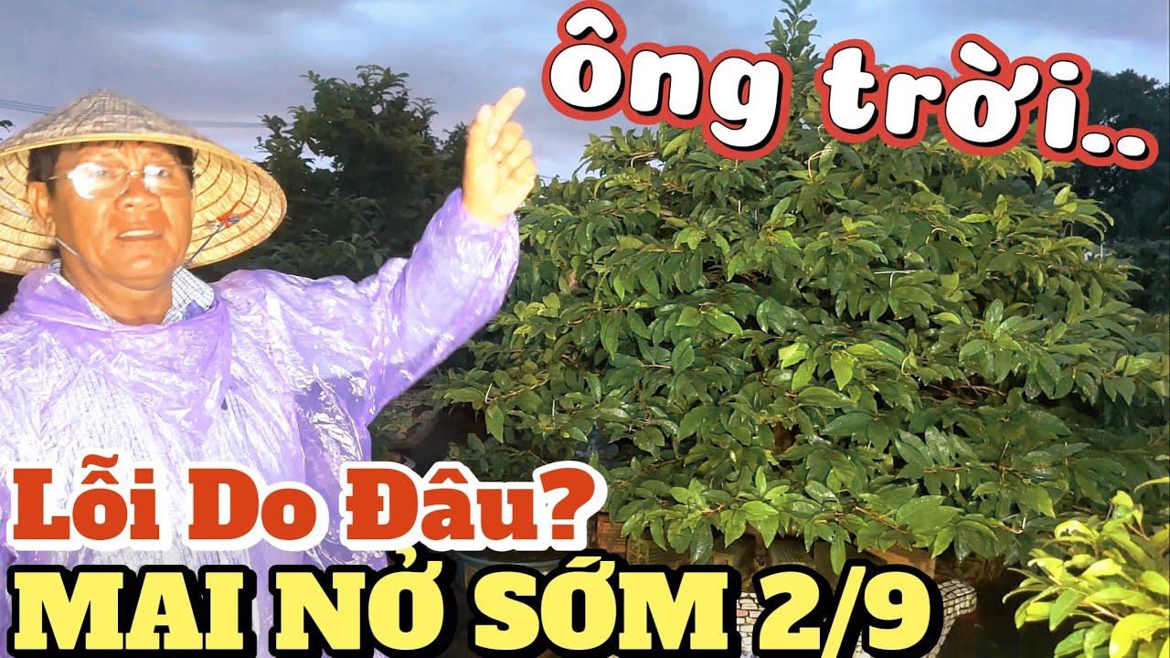 Mai Nở Sớm 2/9 Là Do Ông Trời Hay Do Giống? Út Đực Chỉ Rõ 5 Nguyên Nhân Ít Ai Biết và Cách Khắc Phục
