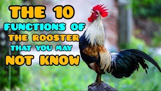 The 10 Most Important things you MUST KNOW about roosters and the breeds that fulfill these Function
