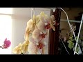 МОИ ОРХИДЕИ (07.01.2023.)