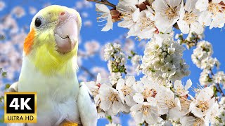 4K Spring Cockatiel singing | My Happy Cockatiel with Spring blossoms