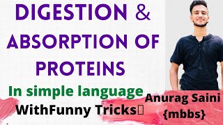 Protein Digestion and Absorption || Simplest Explaination