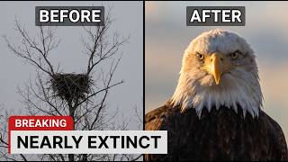 America's National Bird The BALD EAGLE Almost Disappeared — And the Reason Isn't What You Think