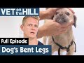 🐶  Rescue Dog Struggles To Walk Straight | S03E23 | Vet On The Hill