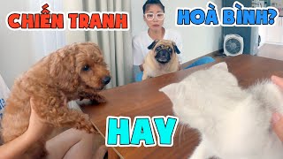 LẦN ĐẦU CHO MÈO THỒN GẶP THỘN VÀ THỐN 😼 🐶