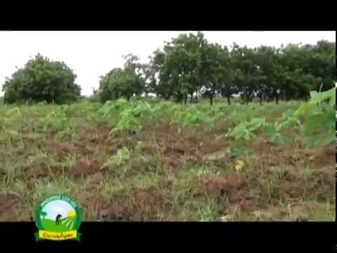 Video: Variedades de yuca: para qué se utilizan las diferentes plantas de yuca