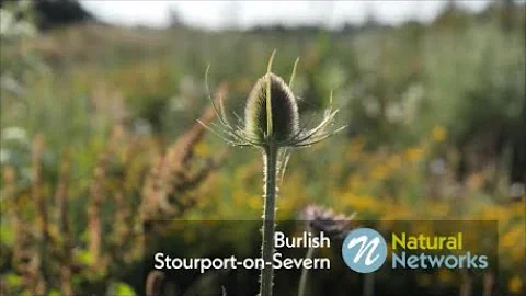 Natural Networks - Burlish Meadows