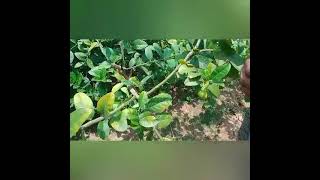 লবর গট কলম