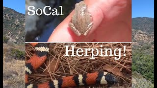 Baja california tree frog and coast mountain king snake catch! | socal
herping