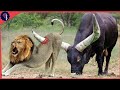 आक्रामक भैस जो शेर को भी मार सकती है  Crazy Buffalo Kills Lions | Lion Vs Buffalo | Animals Fight