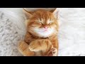  relaxation  ronronnement de chat antistress pour se relaxer mditer dormir 