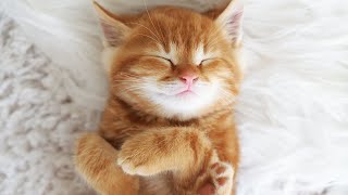 Relaxation : Ronronnement de chat antistress pour se relaxer, méditer, dormir...