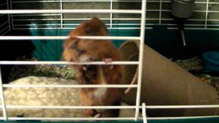 SANY0029.MP4