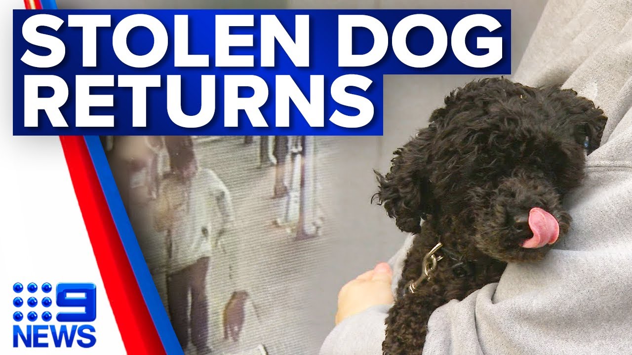 Stolen Melbourne Dog Reunited With Owners 9 News Australia YouTube Stolen Melbourne Dog Reunited With Owners 9 News Australia YouTube