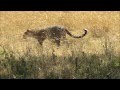 Leopard and Hyena in the Serengeti