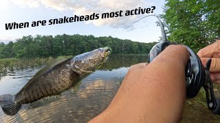 When are snakeheads most active? | Snakehead Fishing