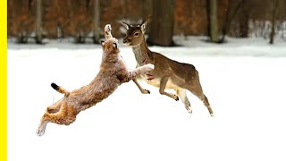 Lynx Facts: The Biggest Wild Cats of the Forests | Lynx Documentary screenshot 1