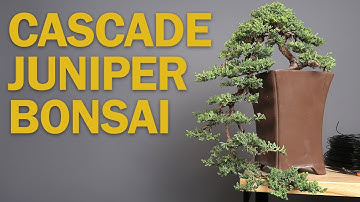 Cascade Bonsai - Juniper Refinement & Creating Depth