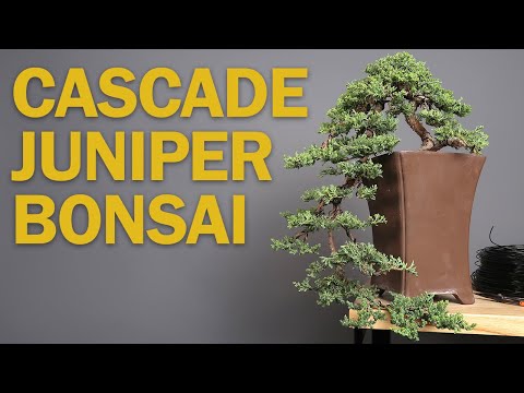 Video: Cascading Bonsais. խորհուրդներ կասկադային բոնսայի ձևավորման համար