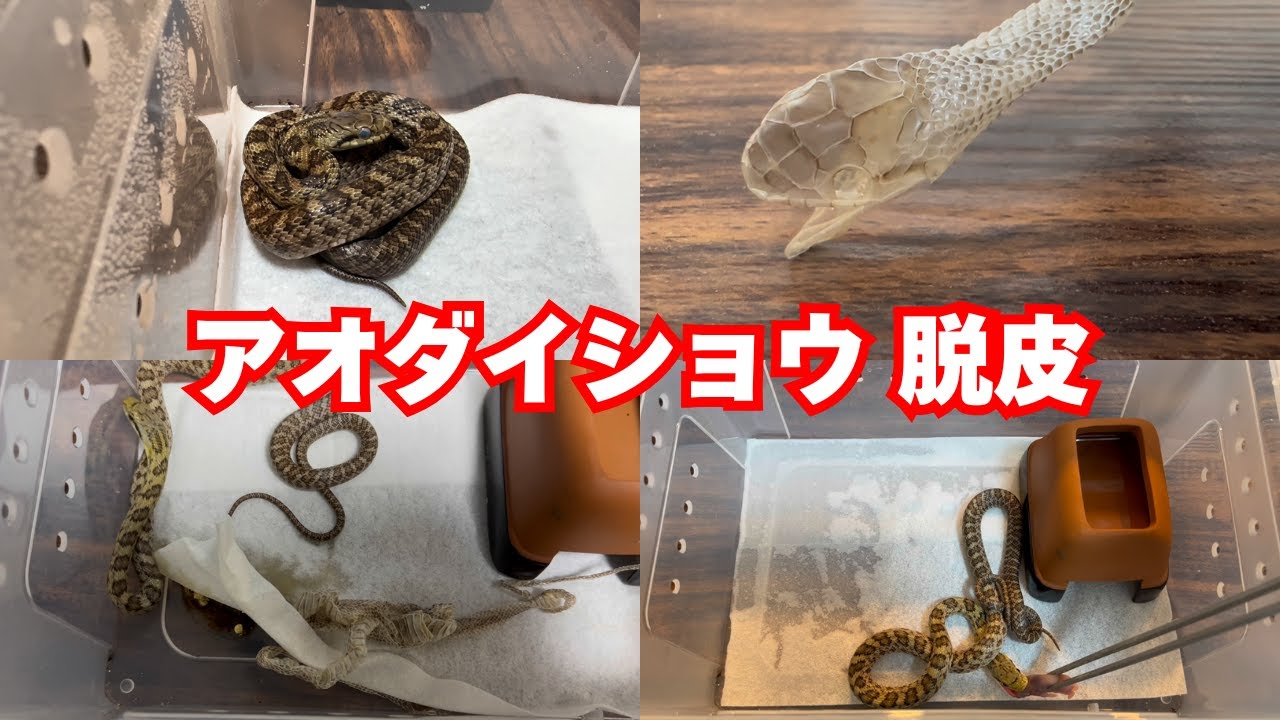 青大将蛇の脱皮 アオダイショウの脱皮 - YouTube
