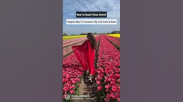 Thumbnail of The detailed guide to Tulip Festival in Amsterdam is Live. Check nowwwww 🌷🤩
