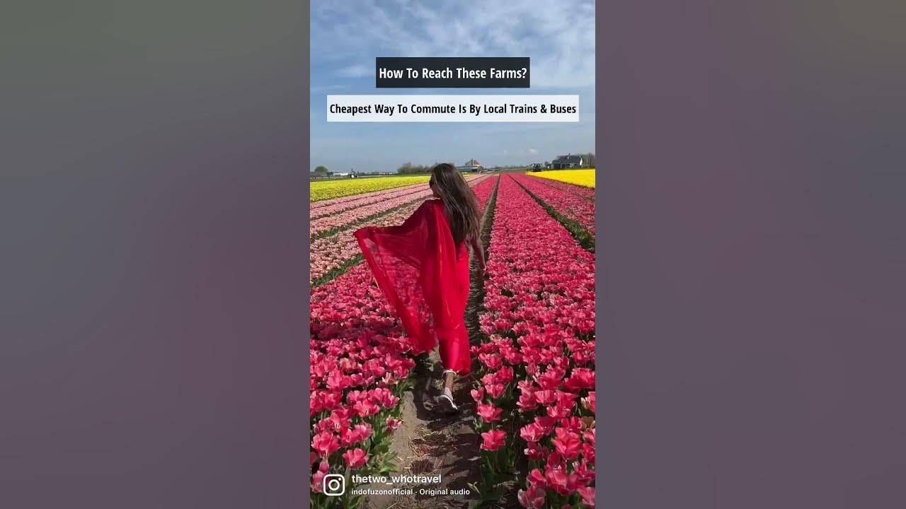 The detailed guide to Tulip Festival in Amsterdam is Live. Check nowwwww 🌷🤩