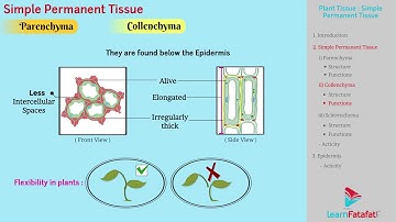 Tissues Class 9 Science - Plant Tissue - Simple Permanent Tissue