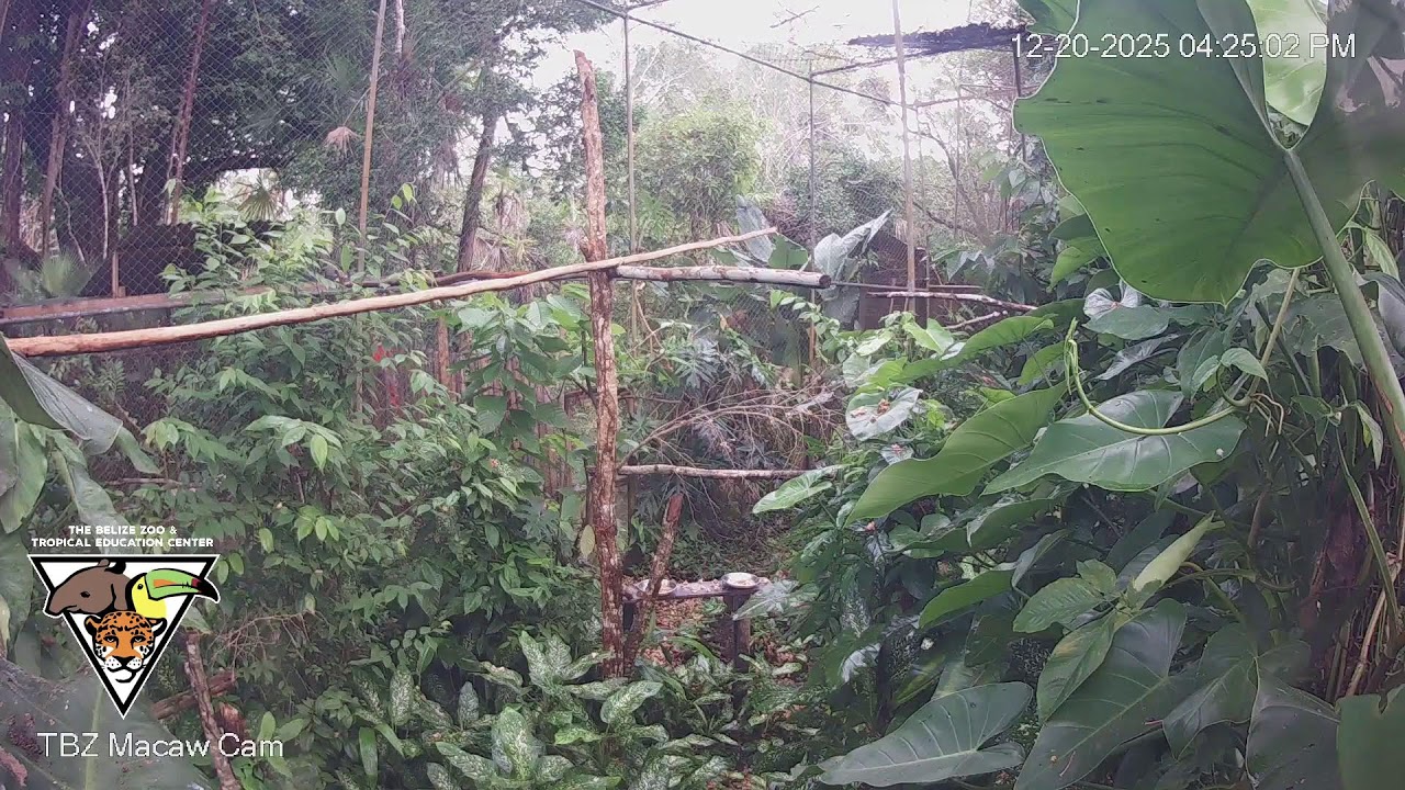 The Belize Zoo Live Cam