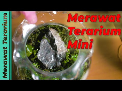 TANPA RIBET!! Belajar merawat terarium mini