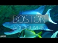 BOSTON AQUARIUM IN 4K (ULTRA HD)