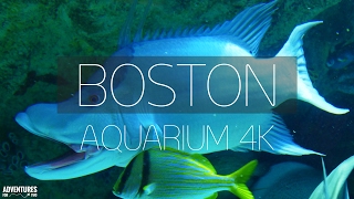 BOSTON AQUARIUM IN 4K (ULTRA HD)