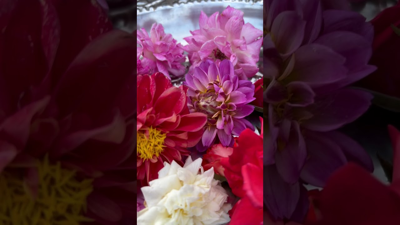 Flower harvesting our garden