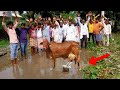कोलकाता के गोबिंदपुर गांव में एक गाय ने शिवलिंग पर चढ़ाया अपना दूध, देखकर सबकी आंखे फटी रह गई