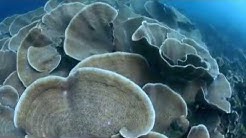 AMAZING BUTON UTARA 2013 Â©DINAS PARIWISATA & KEBUDAYAAN BUTUR  - Durasi: 44:21. 