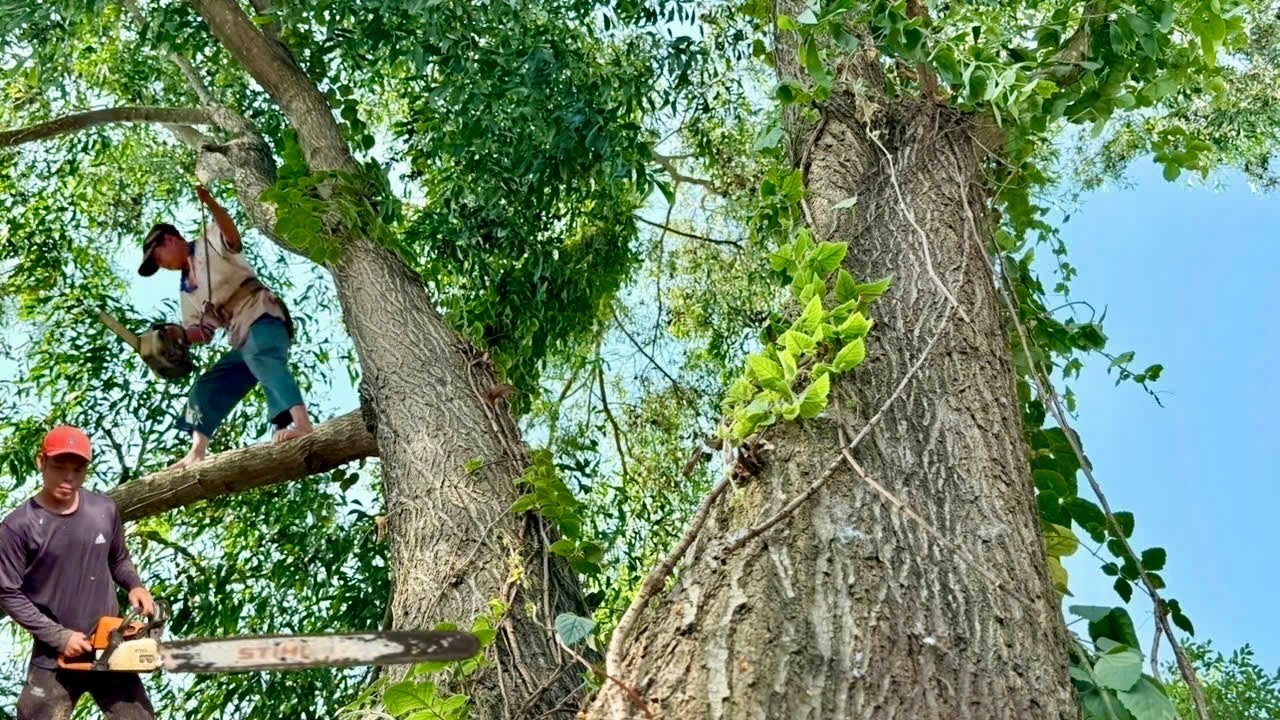 Распиливание дерева Melaleuca alternifolia и мангового дерева с множеством электрических проводов...