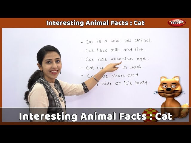 about pet cat