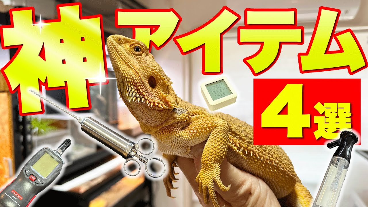 爬虫類飼育関連のアイテム あると便利！ 爬虫類飼育 が“もっと”楽しくなる 便利グッズ 4選