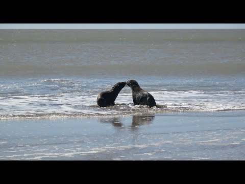 El tierno regreso al mar de dos lobos marinos tras una difícil rehabilitación por heridas y cortes