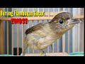 Burung Flamboyan Gacor Emosi Ngebren Rapat Nyerecet Cocok Buat Pancingan Mp3 - Mp4 Download