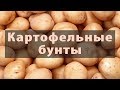 Картофельные гиганты: Китай, Индия, Россия