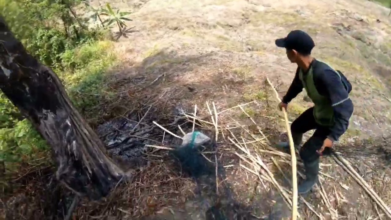 Cara Pemasangan Jaring Ayam Hutan Dan Pemilihan Lokasi Dengan Benar||DIJAMIN POIN‼️