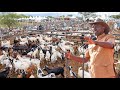 SMART PRESIDENT RUTO SELLS 3000 GOATS AT KSH 13,000 EACH IN MINUTES. image