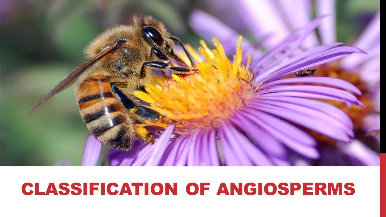 11-biology-chapter-09-lecture-18-class-angiospermae-differences-between-monocots-and